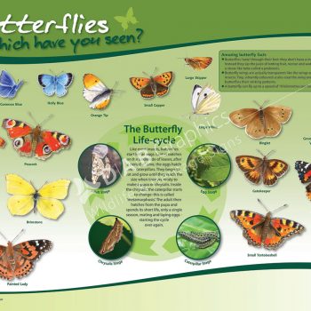 Butterfly life cycle