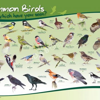 Common Birds