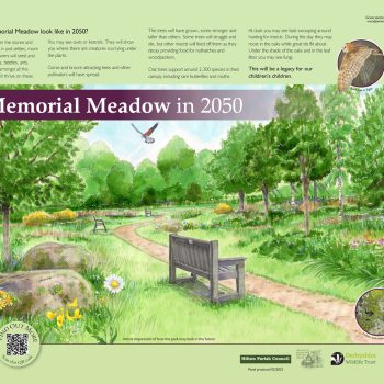 Hilton Parish Memorial Meadow 2050