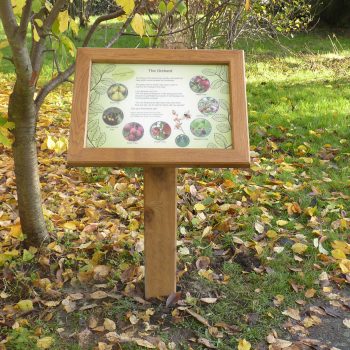 Oak pedestal A2 orchard