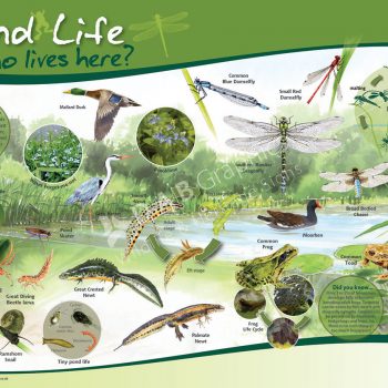 Pondlife habitat