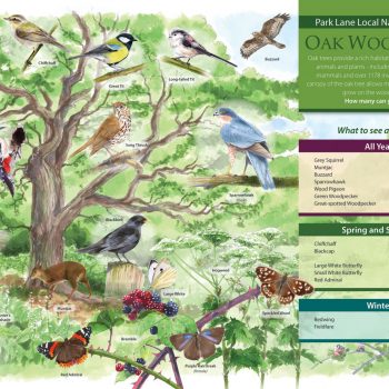 Tiptree Oak Woodland illustrated panel