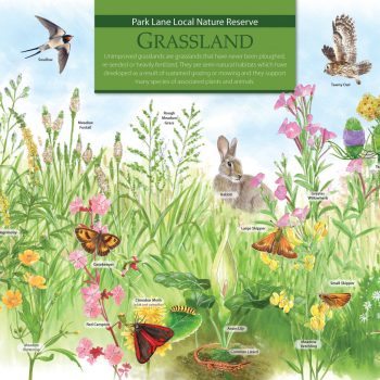 Tiptree Wildflower Meadow illustrated panel